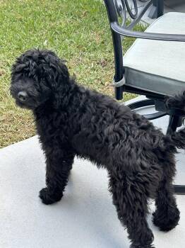 Lottie -  Standard Poodle and Golden Retriever Dog for Adoption in Fort Worth, Texas - Lottie | PetCurious