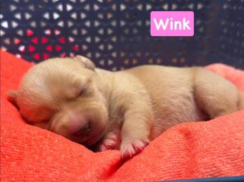 Wink -  Chihuahua Dog for Adoption in Shawnee, Oklahoma - Wink | PetCurious