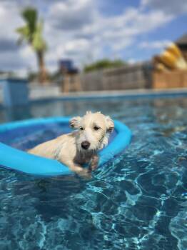 Butter -  Terrier Dog for Adoption in The Woodlands, Texas - Butter | PetCurious