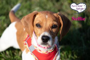 Nellie -  Beagle and Dachshund Dog for Adoption in Lee