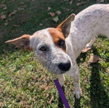 Rescue Australian Cattle Dog Blue Heeler Dogs for Adoption in West Plains, Missouri - Wednesday | PetCurious