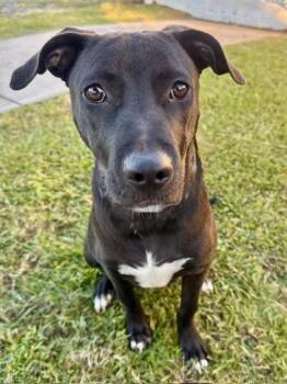 Serena/Moon -  Labrador Retriever and Mixed Breed Dog Available for Adoption in Port St. Joe, Florida - Serena/Moon | PetCurious