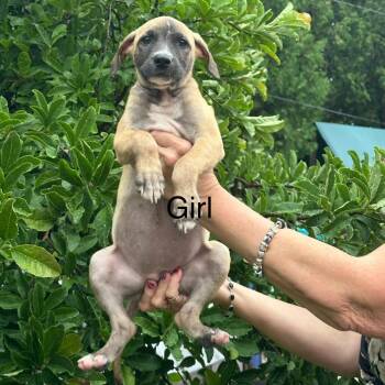Valhalla -  Shepherd Dog for Adoption in Chicago, Illinois - Valhalla | PetCurious