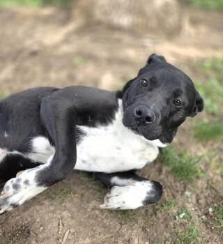 Chelsi -  Pit Bull Terrier and Labrador Retriever Dog for Adoption in Lincoln, Nebraska - Chelsi | PetCurious