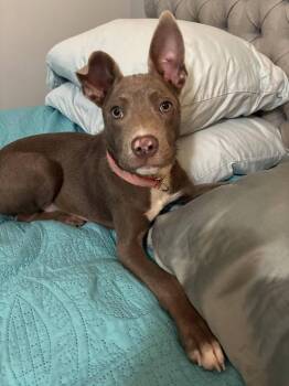 Rescue Labrador Retriever and Mixed Breed Dogs for Adoption in Sedalia, Colorado - Miss Piggie | PetCurious