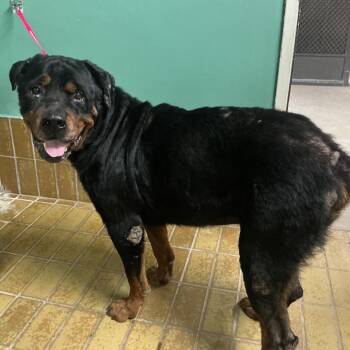 IVHS-Stray-139676 -  Rottweiler Dog for Adoption in San Gabriel, California - IVHS-Stray-139676 | PetCurious