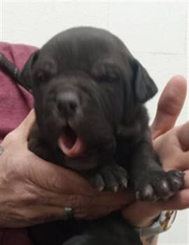 Pit Bull Terrier and Mixed Breed Dogs Available for Adoption - BOBBY | PetCurious