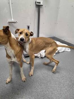 Terrier Dogs Available for Adoption - Silvermist | PetCurious