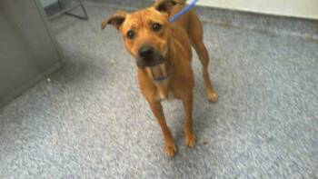 Pit Bull Terrier and Mixed Breed Dogs Available for Adoption in Charlotte, North Carolina - A1265357 | PetCurious