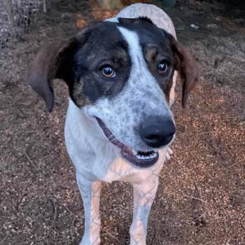 Pointer and Hound Dogs Available for Adoption - Dollface | PetCurious