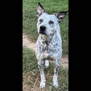 Broadway -  Australian Cattle Dog Blue Heeler Dog for Adoption in Midlothian, Virginia - Broadway | PetCurious
