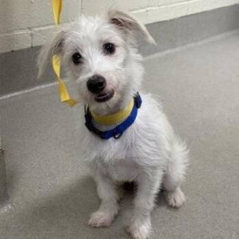 Wade -  Terrier Dog for Adoption in Bethel, Connecticut - Wade | PetCurious