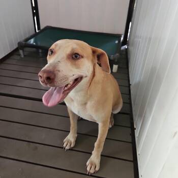 SCFL-Stray-67095 -  Mixed Breed Dog for Adoption in Lake Panasoffkee, Florida - SCFL-Stray-67095 | PetCurious
