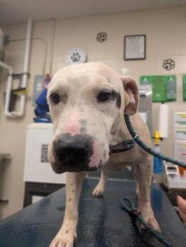 Petey -  Mixed Breed Dog for Adoption in Mobile, Alabama - Petey | PetCurious
