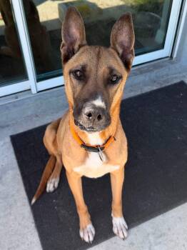 Vinny -  German Shepherd Dog Dog for Adoption in Estero, Florida - Vinny | PetCurious