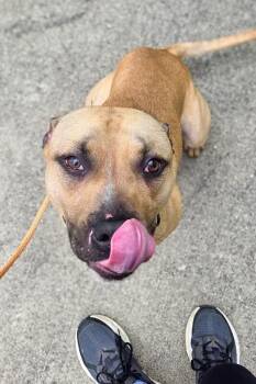 Conrad -  Mixed Breed Dog for Adoption in Cincinnati, Ohio - Conrad | PetCurious
