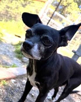 Chihuahua Dogs Available for Adoption - Ophelia | PetCurious