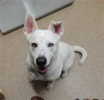 MIKLO -  Husky and Mixed Breed Dog for Adoption in Albuquerque, New Mexico - MIKLO | PetCurious