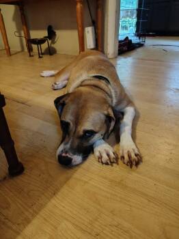 Cheyanne -  Mixed Breed Dog for Adoption in Douglas, Massachusetts - Cheyanne | PetCurious