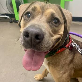 American Staffordshire Terrier and Shepherd Dogs Available for Adoption in Gilbert, Arizona - Cora | PetCurious