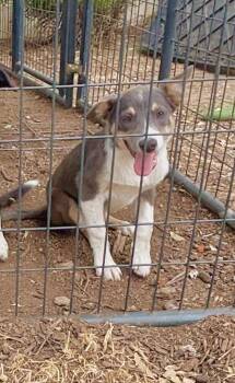 Gabbana -  Border Collie and Australian Cattle Dog Blue Heeler Dog for Adoption in Fresno, California - Gabbana | PetCurious