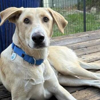 Lacey -  Yellow Labrador Retriever and Shepherd Dog for Adoption in Larkfield-wikiup, California - Lacey | PetCurious