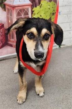 German Shepherd Dog and Mixed Breed Dogs Available for Adoption in San Bernardino, California - VICKI | PetCurious
