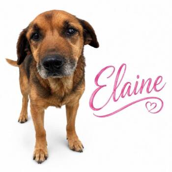 Mixed Breed Dogs Available for Adoption in Memphis, Tennessee - Elaine | PetCurious