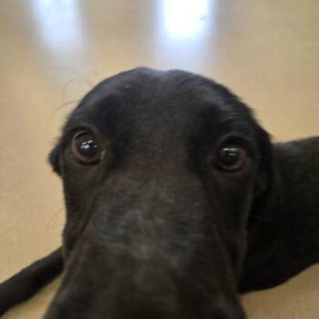 Smithy -  Black Labrador Retriever and Border Collie Dog for Adoption in Grand Junction, Colorado - Smithy | PetCurious
