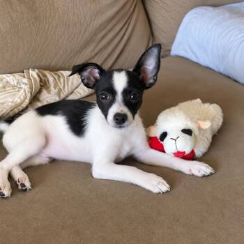 Tiny -  Chihuahua and Rat Terrier Dog for Adoption in Tucson, Arizona - Tiny | PetCurious