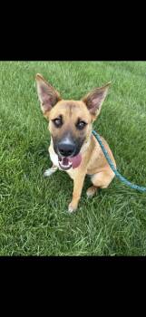 Mixed Breed Dogs Available for Adoption in Yorkville, Illinois - Jelly | PetCurious