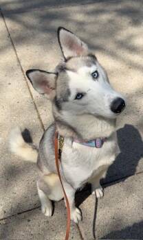 Siberian Husky Dogs Available for Adoption in Boston, Massachusetts - HILDA | PetCurious