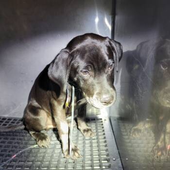 Rescue Shepherd Dogs for Adoption in Lawrenceville, Georgia - Pen 227 Dutch | PetCurious