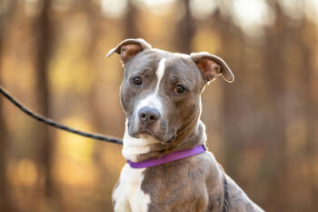 Rescue American Staffordshire Terrier Dogs for Adoption in Raleigh, North Carolina - Bubba | PetCurious