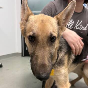 Major -  German Shepherd Dog Dog for Adoption in Abilene, Texas - Major | PetCurious