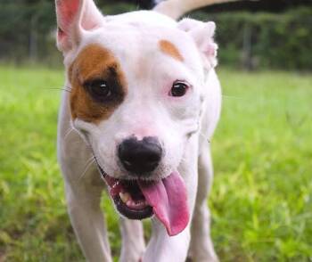 Monica -  Mixed Breed Dog for Adoption in Mobile, Alabama - Monica | PetCurious