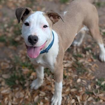 Dean -  Staffordshire Bull Terrier and English Bulldog Dog for Adoption in Buchanan Dam, Texas - Dean | PetCurious