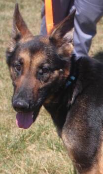 German Shepherd Dog and Mixed Breed Dogs Available for Adoption in Taylorsville, North Carolina - Sara | PetCurious