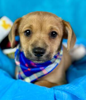 Rescue Chihuahua Dogs for Adoption in Hondo, Texas - Freddy - Adorable Small Little Guy Looking For A Home! | PetCurious
