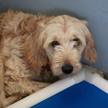 Julia (JY26-30) -  Goldendoodle Dog for Adoption in Peyton, Colorado - Julia (JY26-30) | PetCurious