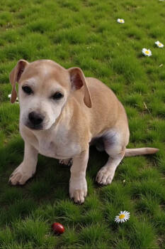 Rescue Chihuahua and Dachshund Dogs for Adoption in Madera, California - Floppy | PetCurious