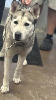 Mixed Breed Dogs Available for Adoption in Dallas, Texas - MAYA | PetCurious