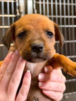 Mixed Breed Dogs Available for Adoption in Henderson, North Carolina - Rumba | PetCurious