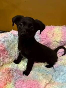 Cocker Spaniel and Dachshund Dogs Available for Adoption - Chex | PetCurious