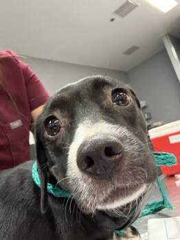 DOG 1 -  Chihuahua and Mixed Breed Dog for Adoption in Thousand Palms, California - DOG 1 | PetCurious