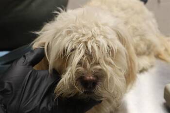 MILAM -  Mixed Breed Dog for Adoption in Columbia, South Carolina - MILAM | PetCurious