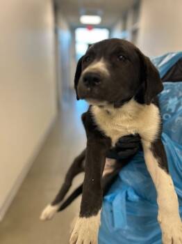 Rescue Border Collie and Mixed Breed Dogs for Adoption in Fresno, California - Phil | PetCurious