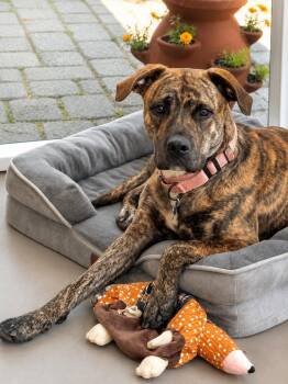 American Staffordshire Terrier Dogs Available for Adoption in Wappingers Falls, New York - Eliza | PetCurious