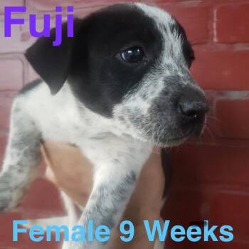 Fuji -  Australian Cattle Dog Blue Heeler Dog for Adoption in Houston, Texas - Fuji | PetCurious