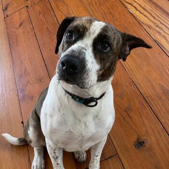 Sarah -  Labrador Retriever and American Staffordshire Terrier Dog for Adoption in Hatfield, Pennsylvania - Sarah | PetCurious